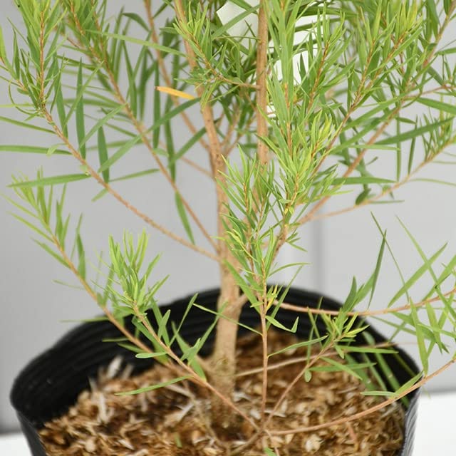 Amazon | メラレウカ ティーツリー 苗 【スノーインサマー】 5号ポット